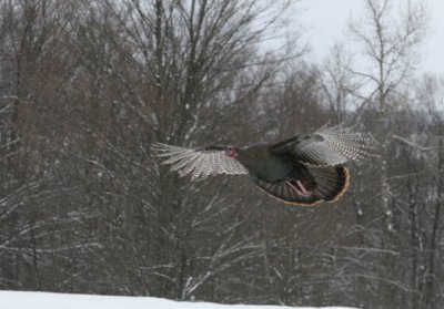 Img_9240  wild turkey AEc 7.jpg