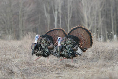 IMG_wild turkey 4972  AAA.jpg