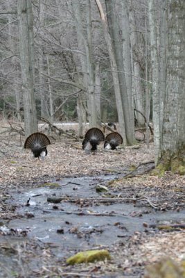 IMG_5199 wild turkey  BB.jpg