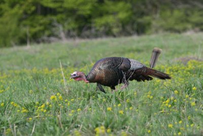 IMG_0652  wild turkey AE  2222.jpg