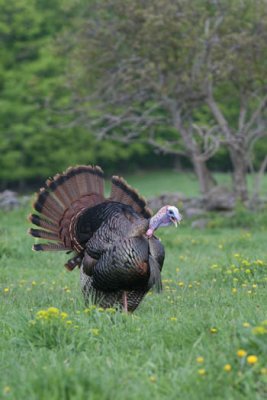 IMG_2158 wild turkey OOO.jpg