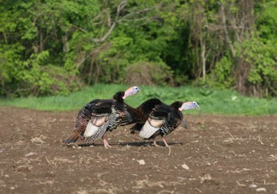 IMG_3675  wild turkey AEc = =.jpg