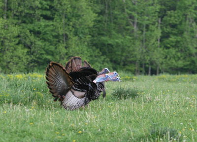 IMG_3369  wild turkey AEc  WWW.jpg