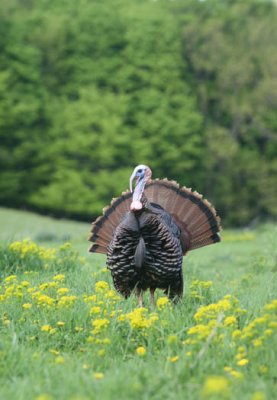 IMG_2716  wild turkey AEc  ddddd.jpg