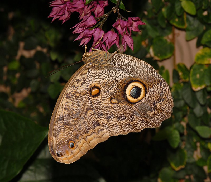 Forest Giant Owl