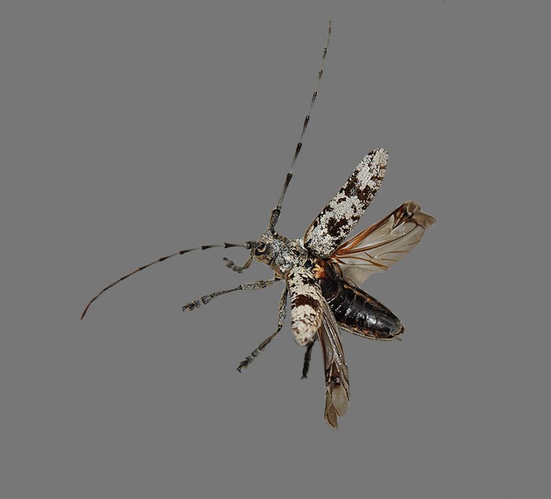 White Oak Borer in Flight