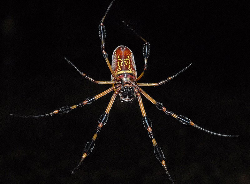 Female, Ventral
