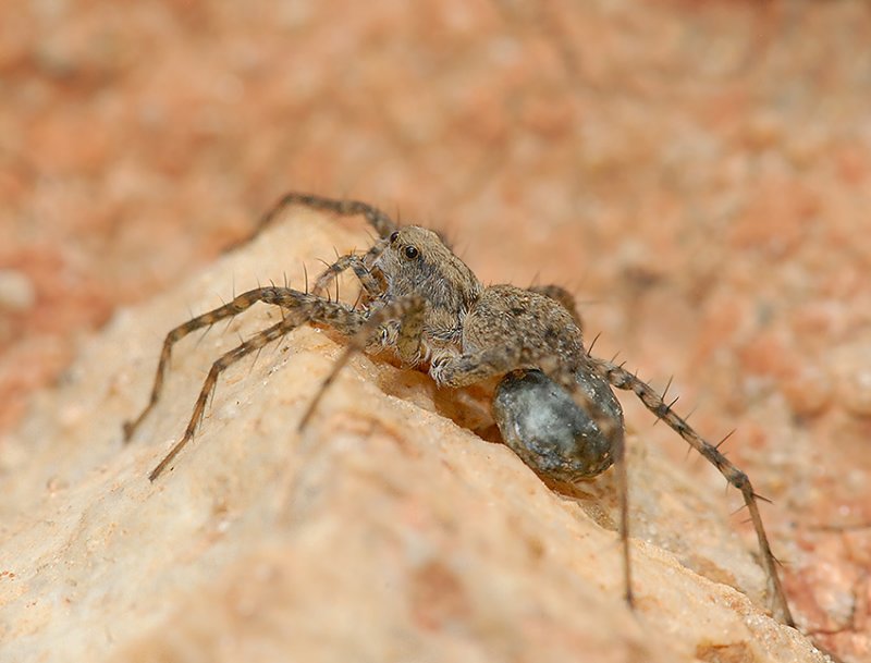 Thin-legged Wolf Spider
