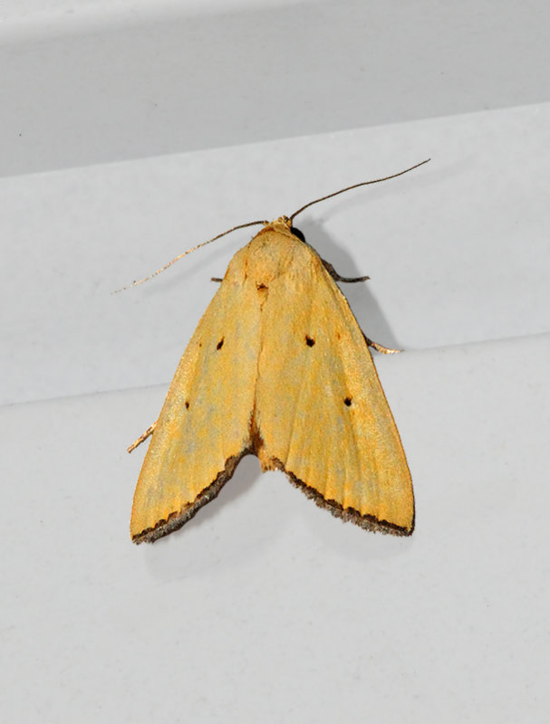 Black-bordered Lemon Moth (9044)