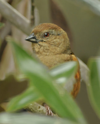 Adult Female (Red-eyed)