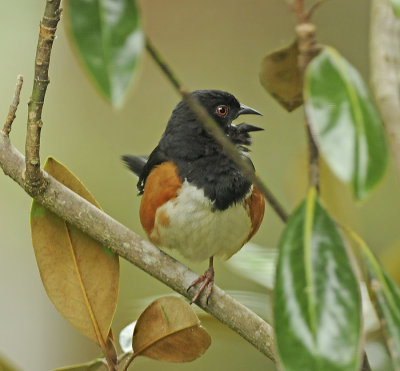 Adult Male