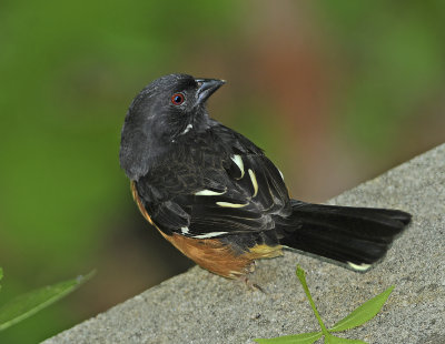 Adult Male