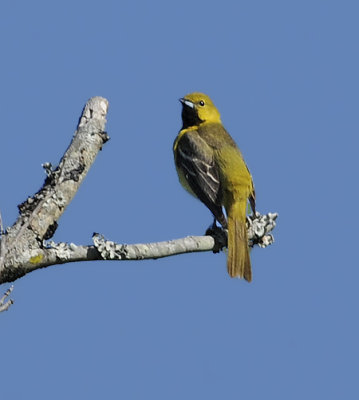 Orchard Oriole (Female)