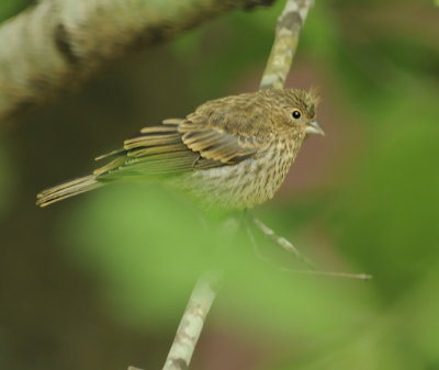 Juvenile