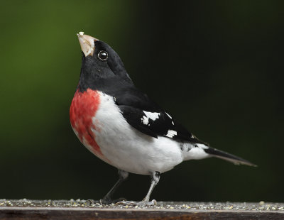 Rose-breasted Grosbeaks at Feeding Stations During Spring Migration