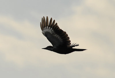 Pileated Woodpecker