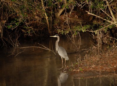 Great Blue Heron