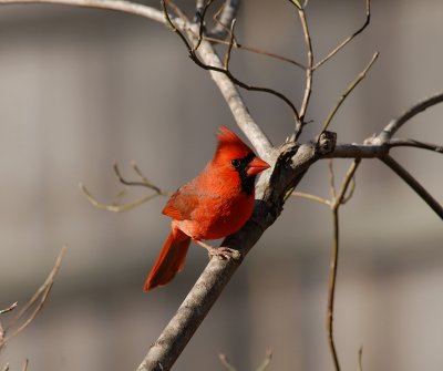 Northern Cardinal