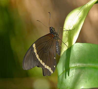 Narrow Green Banded Swallowtail