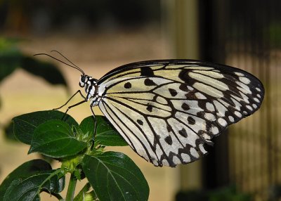 Paper Kite