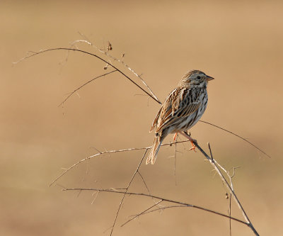 Eastern Song Sparrow