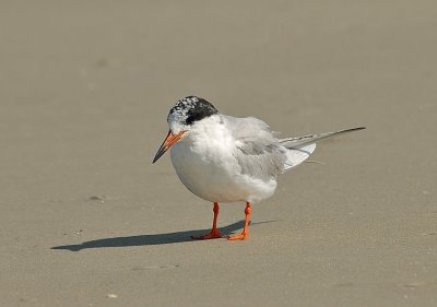 Forster's Tern