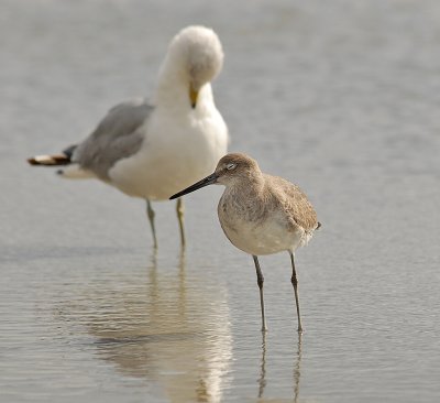 Eastern Willet