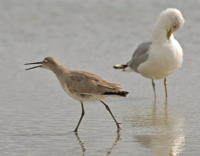 Eastern Willet