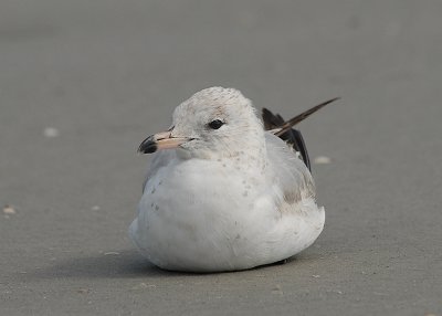 Ring-billed Gull