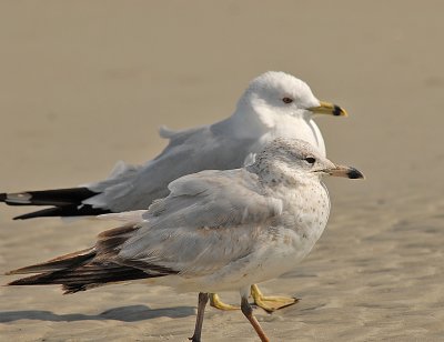 Ring-billed Gulls