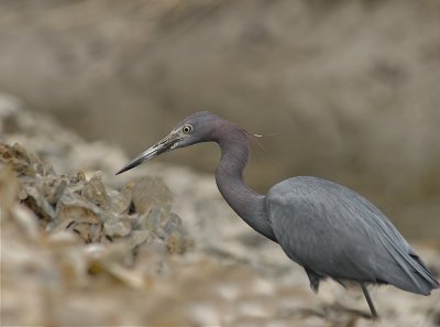 Little Blue Heron