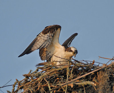 Osprey