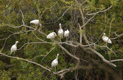 White Ibis