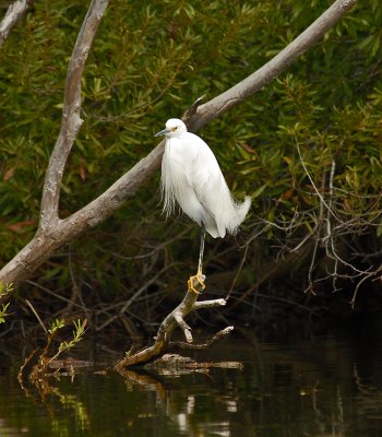 Snowy Egret