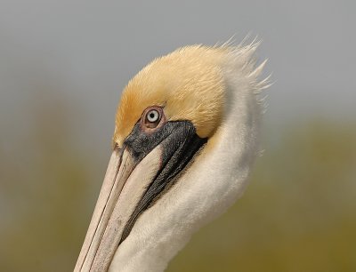 Brown Pelican