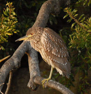 Black-crowned Night Heron (Juvenile)