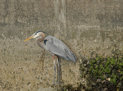 Mature Adult