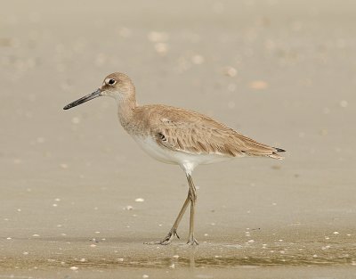 Nonbreeding Adult