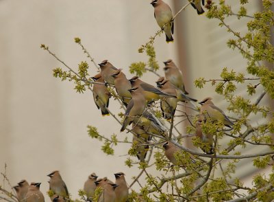 Cedar Waxwings