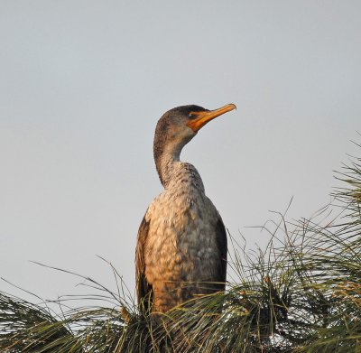 Double-crested Cormorant