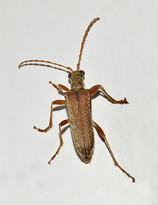 Flower Longhorn Beetle