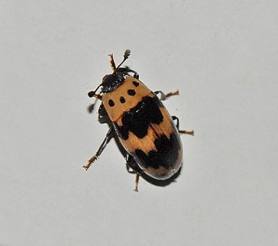 Four-Spotted Fungus Beetle