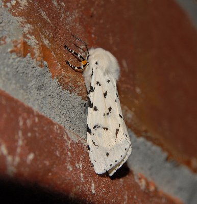 Salt Marsh (Acraea) Moth (8131)