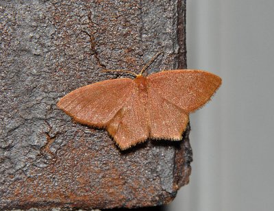 Pistachio Emerald Moth (7084)