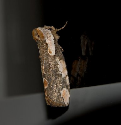 Dogwood Thyatirid Moth (6240)