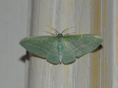 Bad-wing Moth (7648)