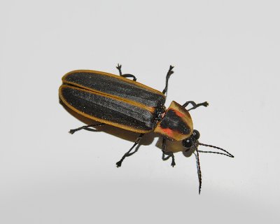 Firefly (Photinus sp)