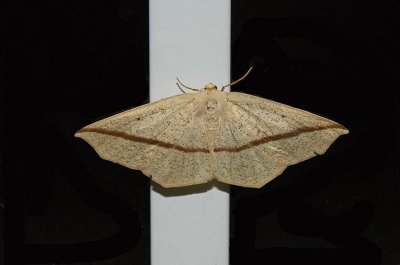 Yellow Slant-line Moth (6963)