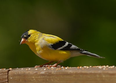 American Goldfinch (Adult Male)
