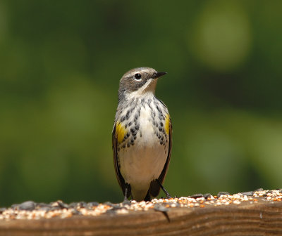 Yellow-rumped Warbler